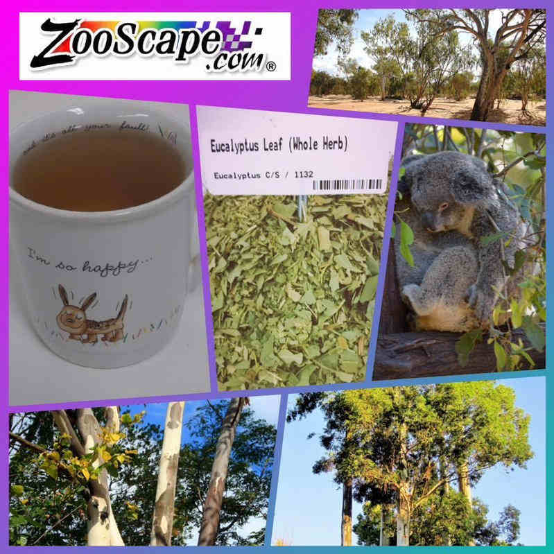 Eucalyptus Leaf Tea