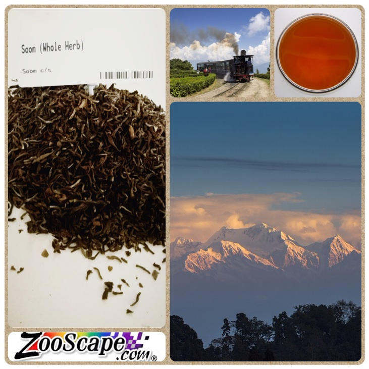 Soom Darjeeling Tea