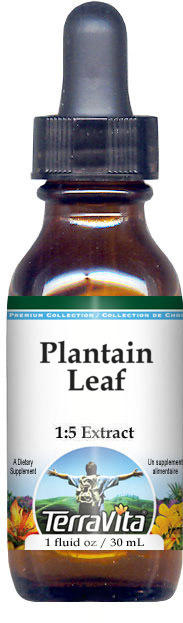 Plantain Leaf Glycerite Liquid Extract (1:5)